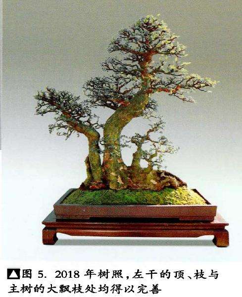 图解 榆树下山桩怎么制作盆景的5个步骤