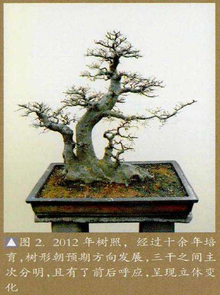 图解 榆树下山桩怎么制作盆景的5个步骤