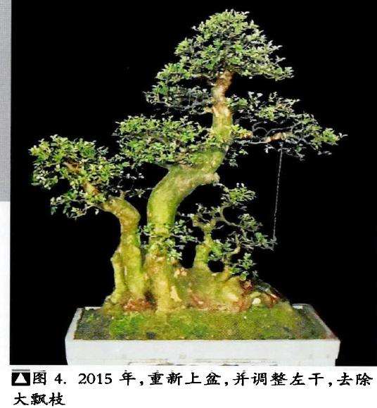 图解 榆树下山桩怎么制作盆景的5个步骤