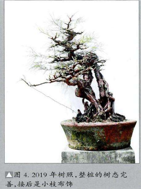 图解 韩学年怎么制作杂木盆景 三十
