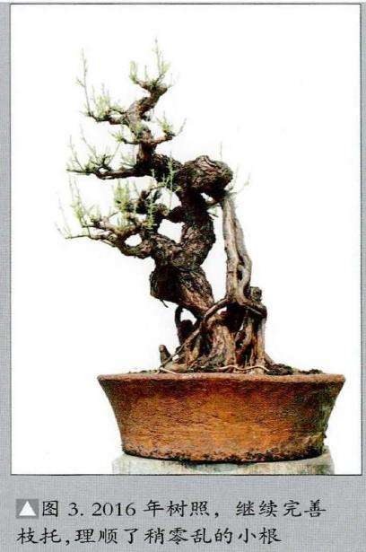 图解 韩学年怎么制作杂木盆景 三十