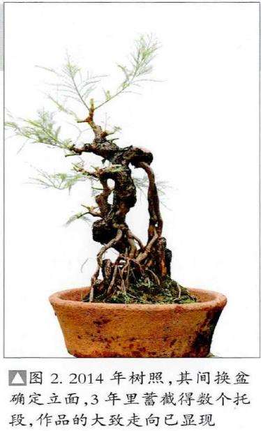 图解 韩学年怎么制作杂木盆景 三十