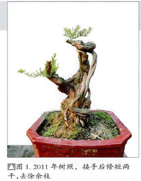 图解 韩学年怎么制作杂木盆景 三十