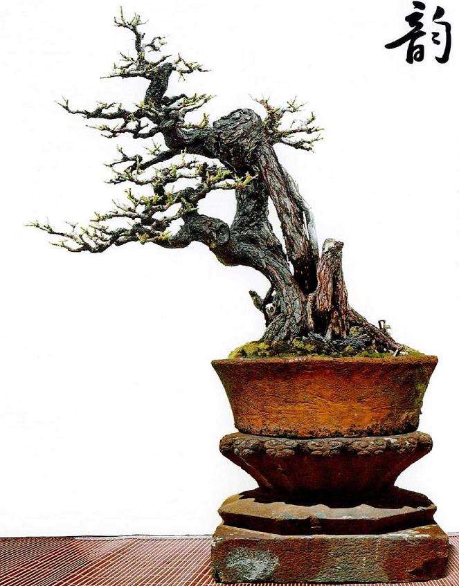 图解 韩学年怎么制作杂木盆景 三十