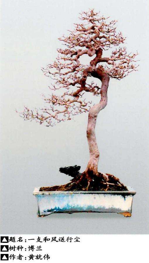 岭南盆景怎么创作的3个构思 图片