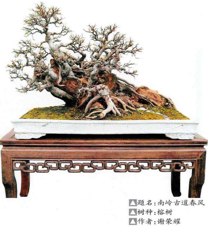 岭南盆景怎么选材的3个方法 图片