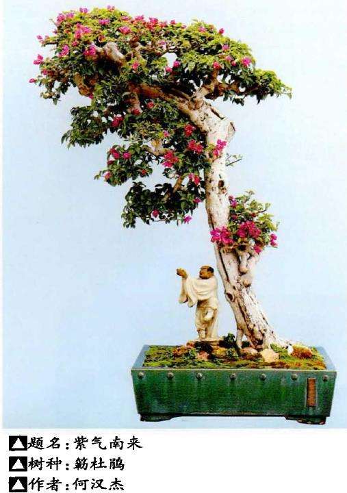 岭南盆景怎么选材的3个方法 图片