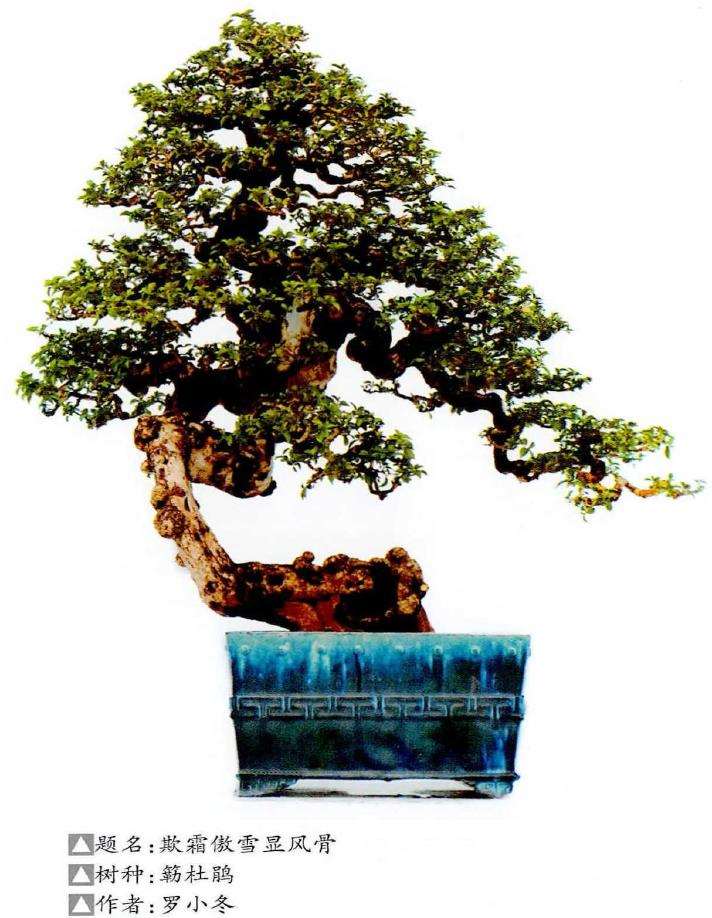 岭南盆景怎么选材的3个方法 图片