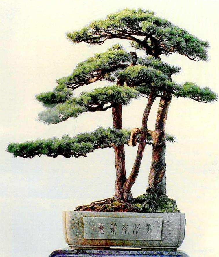 一代盆景宗师潘仲连先生走了 图片