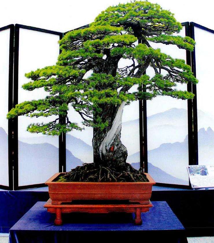 一代盆景宗师潘仲连先生走了 图片