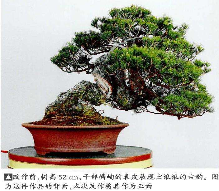 图解 盆景片层制作的基础及其应用