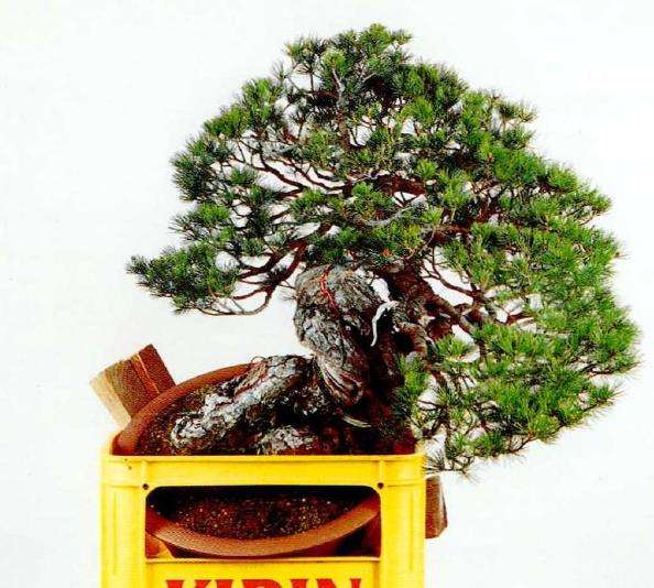 图解 盆景片层制作的基础及其应用