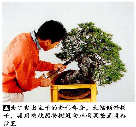 图解 盆景片层制作的基础及其应用