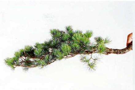 图解 盆景片层制作的基础及其应用