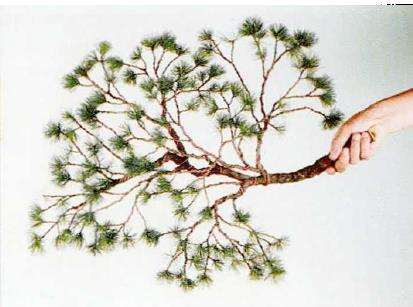 图解 盆景片层制作的基础及其应用