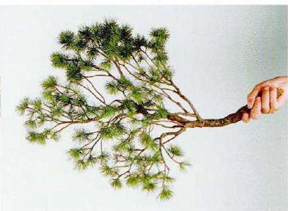 图解 盆景片层制作的基础及其应用