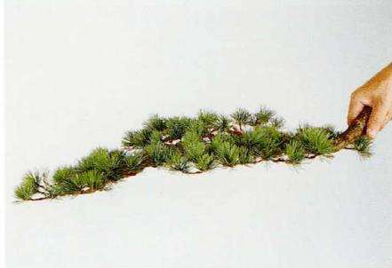 图解 盆景片层制作的基础及其应用