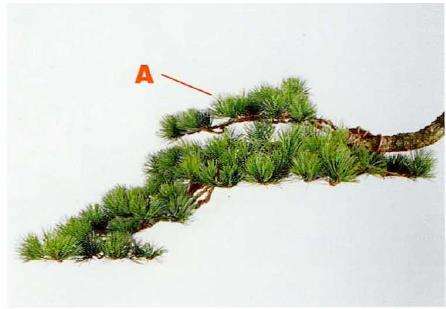 图解 盆景片层制作的基础及其应用