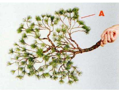 图解 盆景片层制作的基础及其应用