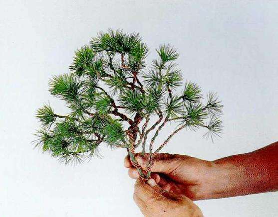 图解 盆景片层制作的基础及其应用