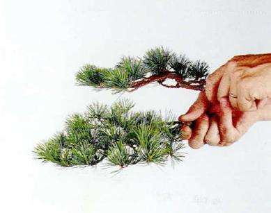 图解 盆景片层制作的基础及其应用