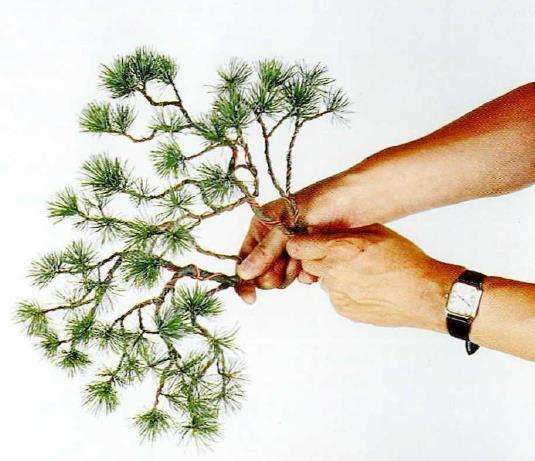 图解 盆景片层制作的基础及其应用