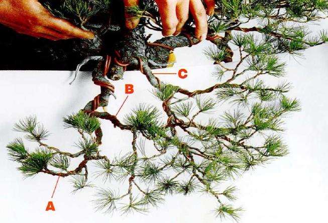 图解 盆景片层制作的基础及其应用