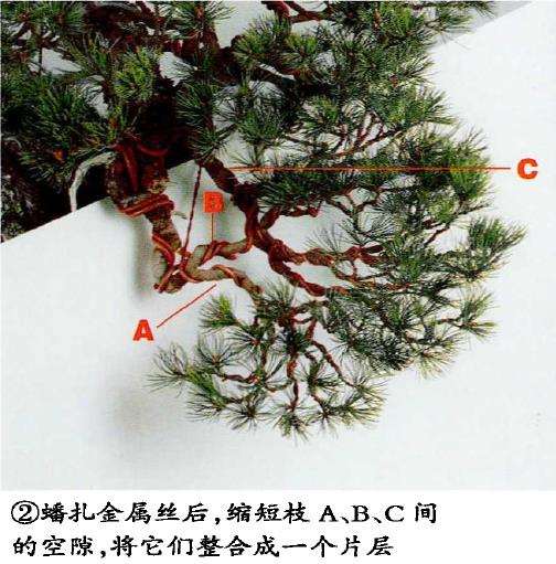图解 盆景片层制作的基础及其应用