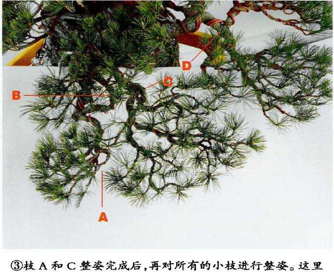 图解 盆景片层制作的基础及其应用