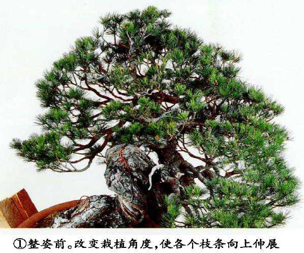 图解 盆景片层制作的基础及其应用