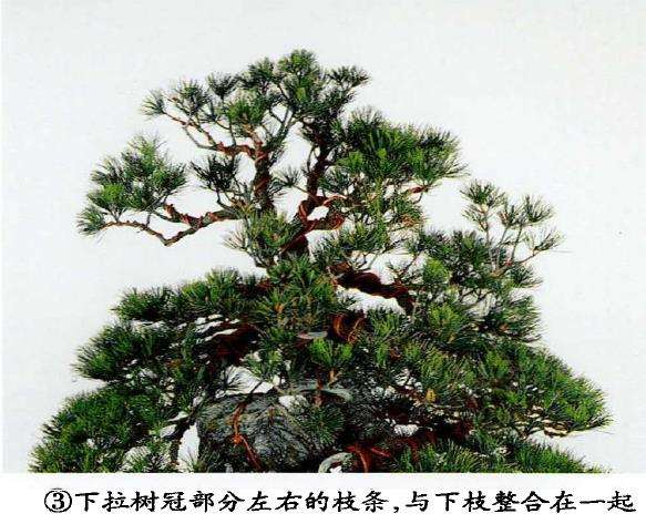 图解 盆景片层制作的基础及其应用