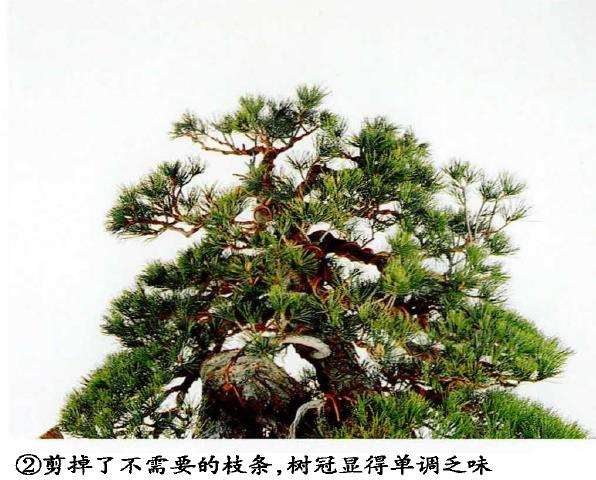 图解 盆景片层制作的基础及其应用