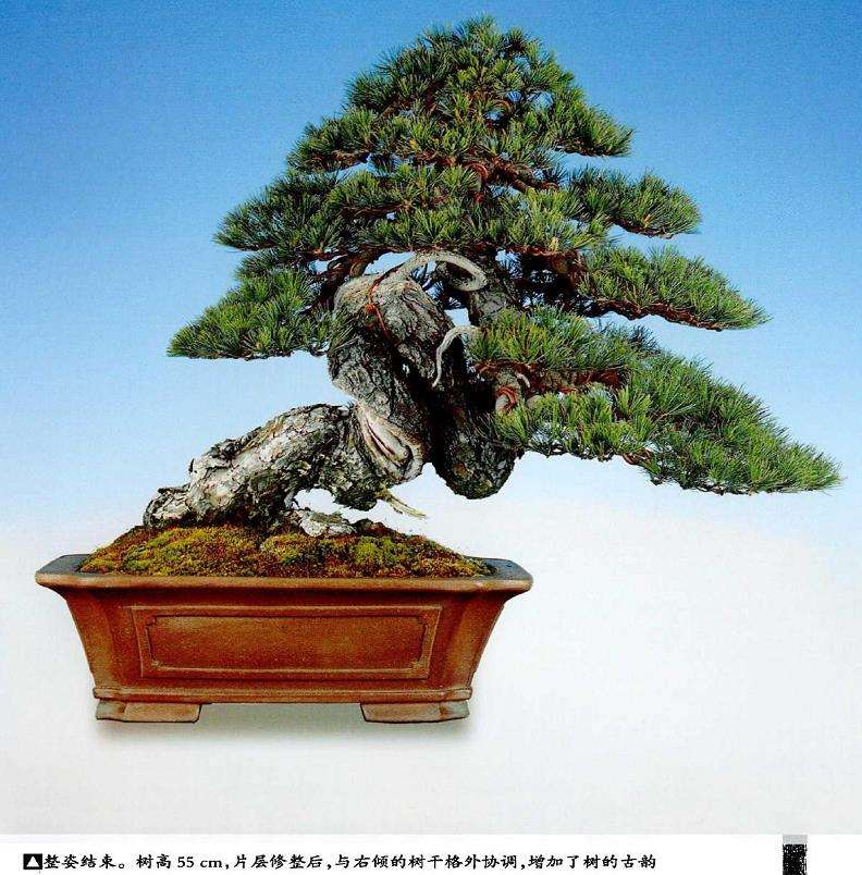 图解 盆景片层制作的基础及其应用