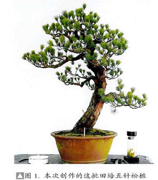 图解 五针松素材怎么制作盆景的13个步骤