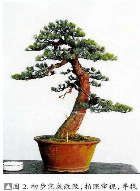 图解 五针松素材怎么制作盆景的13个步骤
