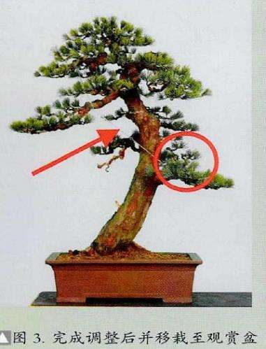 图解 五针松素材怎么制作盆景的13个步骤