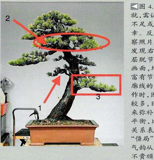 图解 五针松素材怎么制作盆景的13个步骤