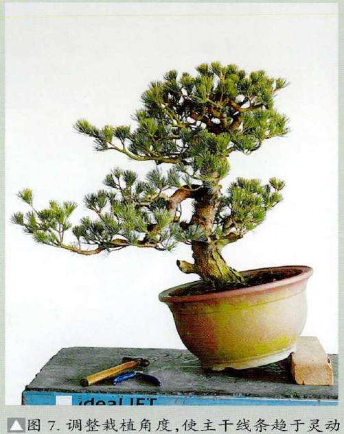 图解 五针松素材怎么制作盆景的13个步骤