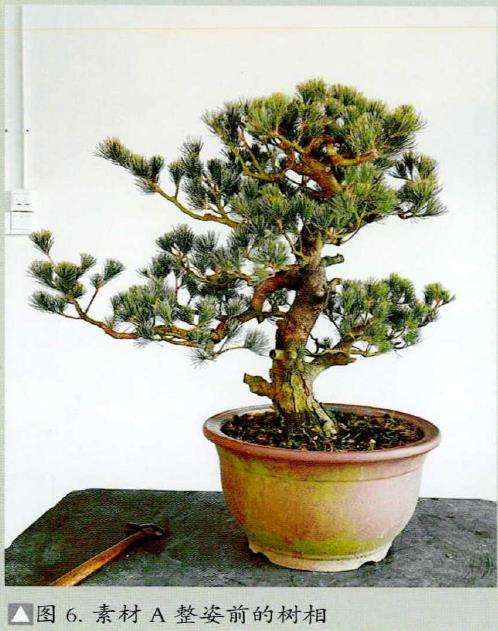 图解 五针松素材怎么制作盆景的13个步骤