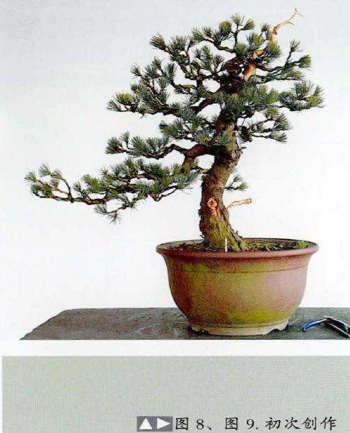 图解 五针松素材怎么制作盆景的13个步骤