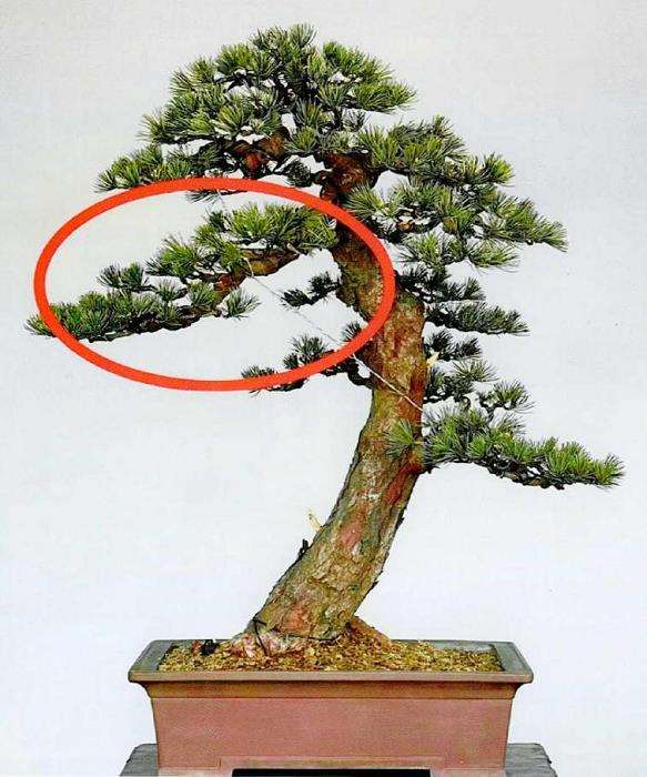 图解 五针松素材怎么制作盆景的13个步骤