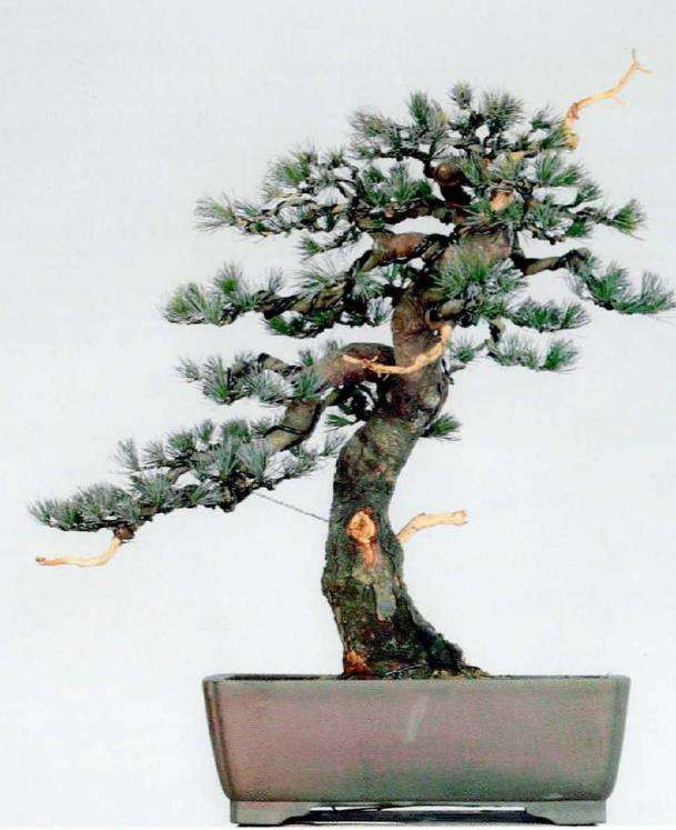 图解 五针松素材怎么制作盆景的13个步骤
