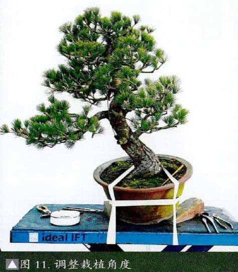 图解 五针松素材怎么制作盆景的13个步骤