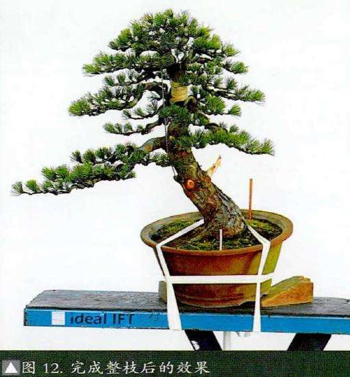 图解 五针松素材怎么制作盆景的13个步骤