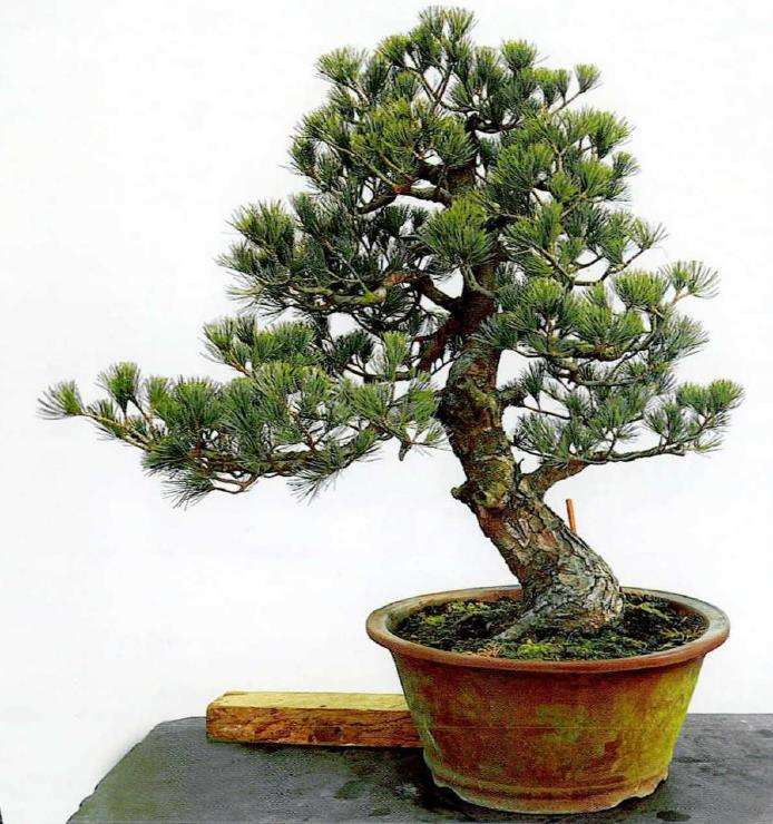 图解 五针松素材怎么制作盆景的13个步骤