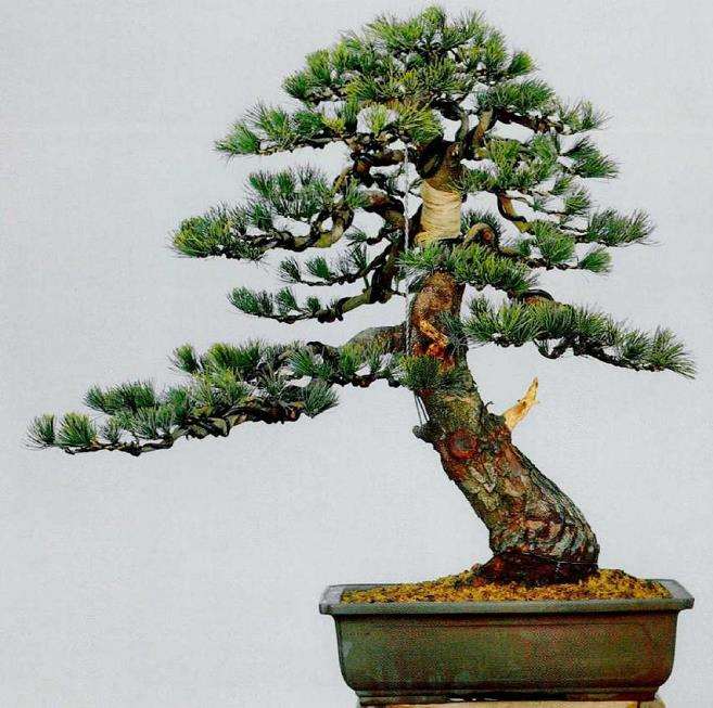 图解 五针松素材怎么制作盆景的13个步骤