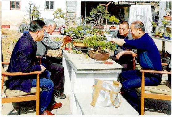 记孝感盆友三自盆景艺术交流活动