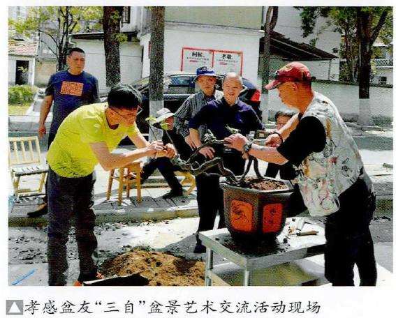 记孝感盆友三自盆景艺术交流活动