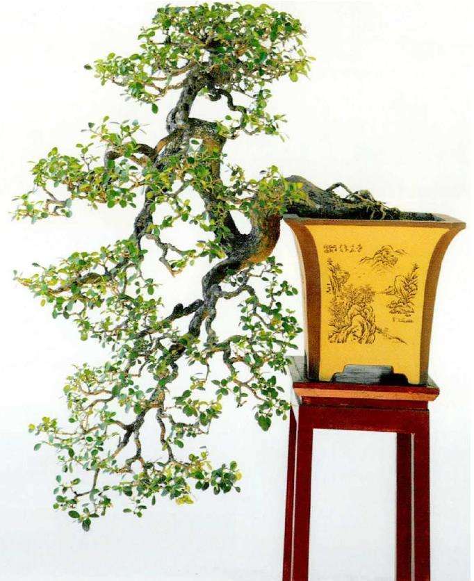 图解 一件传统扬派盆景怎么改作的7个过程