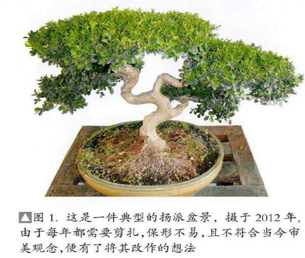 图解 一件传统扬派盆景怎么改作的7个过程